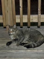 Found/Stray Female Cat last seen division st, Melrose Park, IL 60160