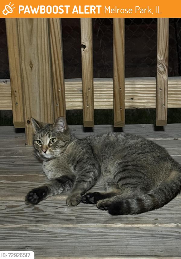 Found/Stray Female Cat last seen division st, Melrose Park, IL 60160