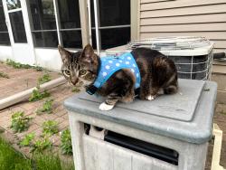 Reunited Male Cat last seen Near shryer Avenue West, Roseville, MN 55113