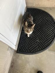 Reunited Male Cat last seen Lexington, Roseville, MN 55113