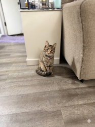 Reunited Female Cat last seen Sherwood & 8 mile, Warren, MI 48091