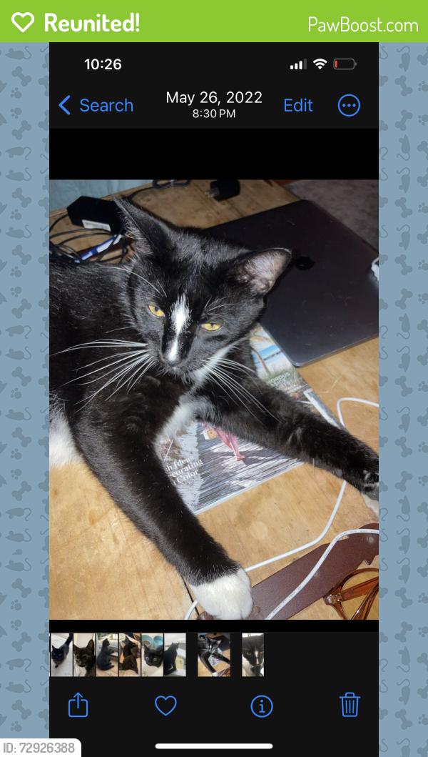 Reunited Male Cat last seen Waynick and Nathan st. Near Oceanic restaurant, Wrightsville Beach, NC 28480