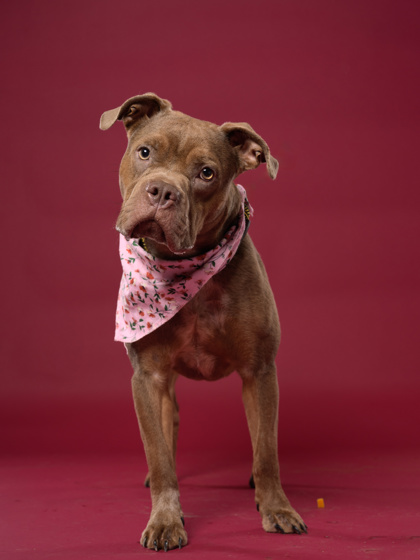 Shelter Stray Female Dog last seen Atlanta, GA 30318, Atlanta, GA 30336