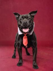Shelter Stray Male Dog last seen Atlanta, GA 30314, Atlanta, GA 30336
