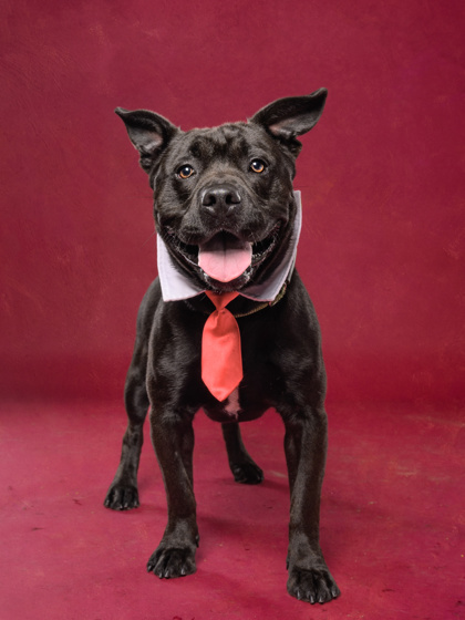 Shelter Stray Male Dog last seen Atlanta, GA 30314, Atlanta, GA 30336