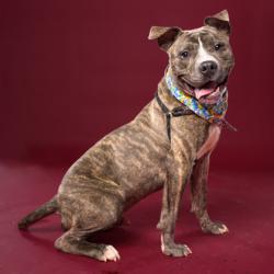 Shelter Stray Male Dog last seen East Point, GA 30344, Atlanta, GA 30336