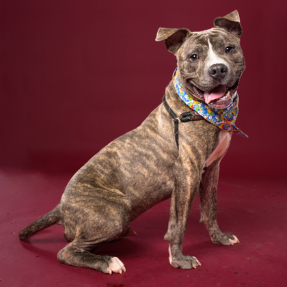 Shelter Stray Male Dog last seen East Point, GA 30344, Atlanta, GA 30336