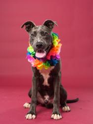 Shelter Stray Male Dog last seen Atlanta, GA 30318, Atlanta, GA 30336