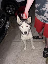 Found/Stray Male Dog last seen Merrill and beech, Fontana, CA 92335