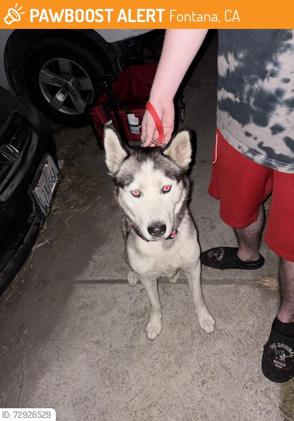 Found/Stray Male Dog last seen Merrill and beech, Fontana, CA 92335