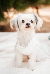 Reunited Female Dog last seen Near Billie Ann Rd, Wildomar, CA 92595, USA, Wildomar, CA 92595