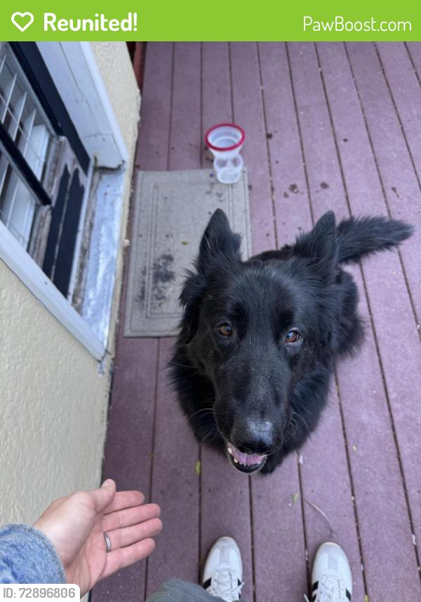 Reunited Female Dog last seen St. James and Park Blvd, Piedmont, CA 94611