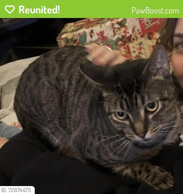Reunited Male Cat last seen Houston, TX 77095, Houston, TX 77095