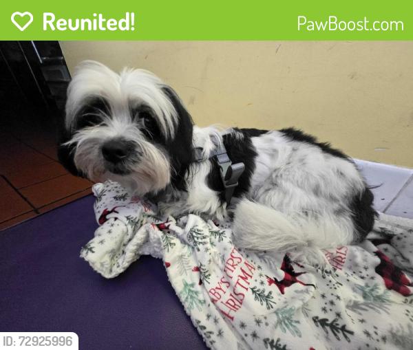 Reunited Male Dog last seen Hoover st and 102nd st, Los Angeles, CA 90044