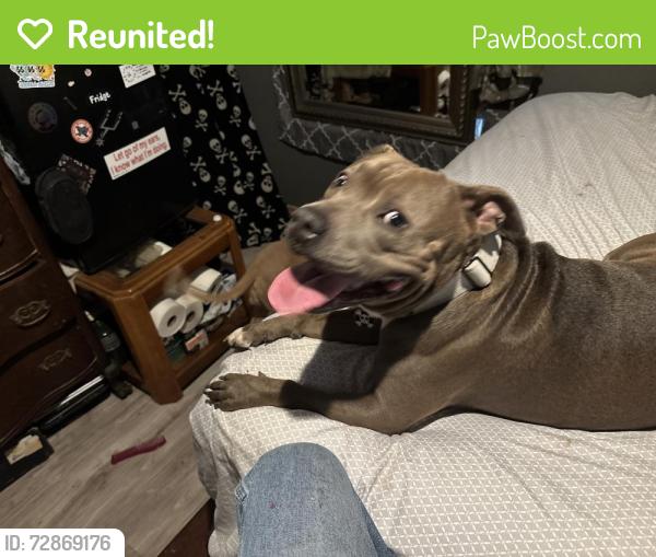 Reunited Male Dog last seen Southcross and pecan valley, San Antonio, TX 78223