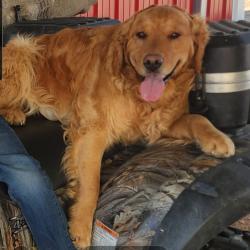 Reunited Male Dog last seen 56th Avenue Bennett , Bennett, CO 80102
