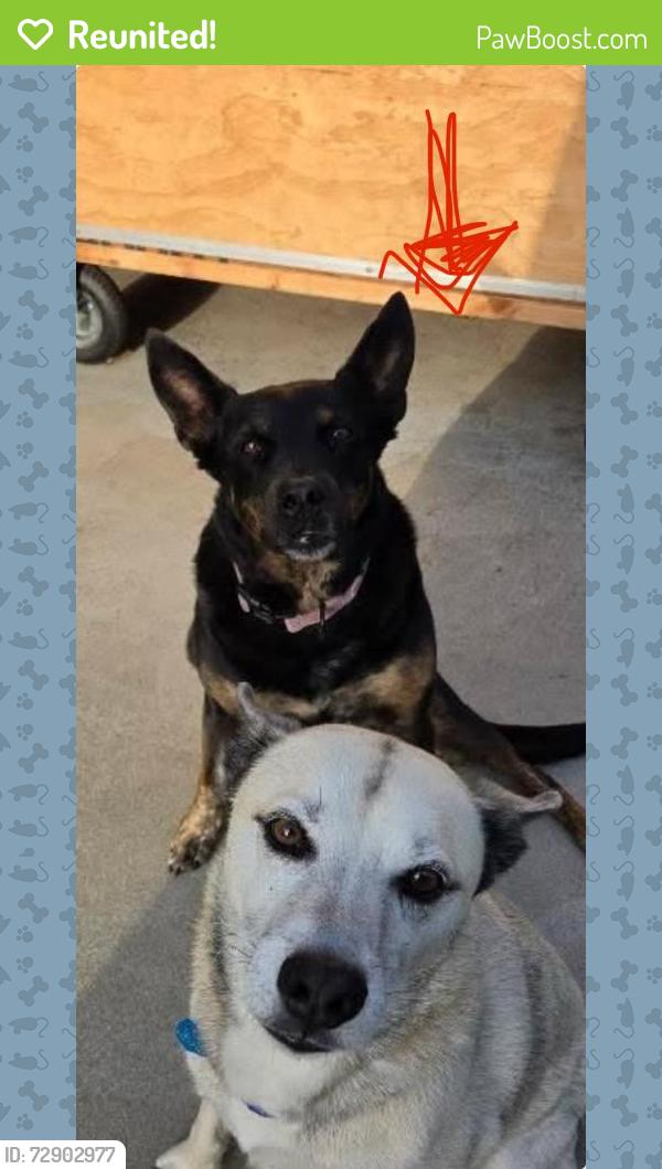 Reunited Female Dog last seen Orange Ave. And Tremont St., Chula Vista, CA 91911