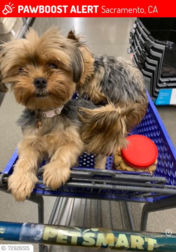 Lost Female Dog last seen Near st  off Florin rd what street is Bam Sky Parkway, Park off of Floyd Road, Sacramento, CA 95823