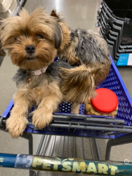 Lost Female Dog last seen Near st  off Florin rd what street is Bam Sky Parkway, Park off of Floyd Road, Sacramento, CA 95823