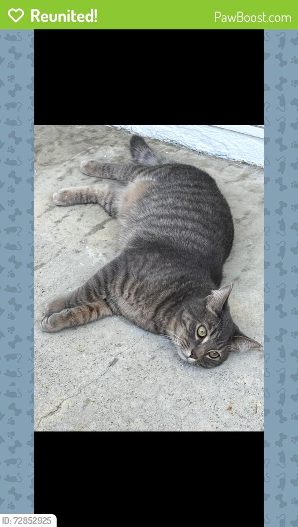 Reunited Male Cat last seen Brookhurst and Victoria , Huntington vista apmts , Huntington Beach, CA 92646