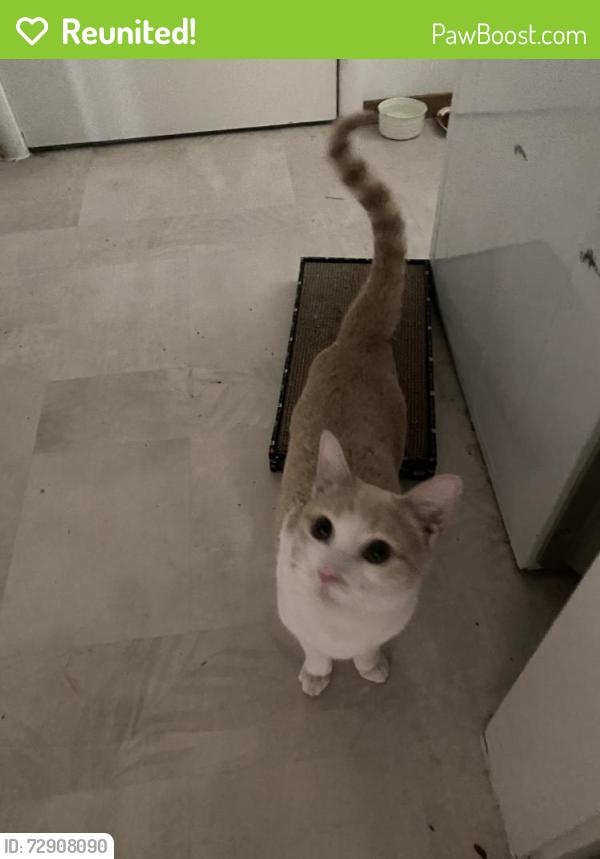 Reunited Male Cat last seen Watt Ave and Arden Way , Sacramento, CA 95825