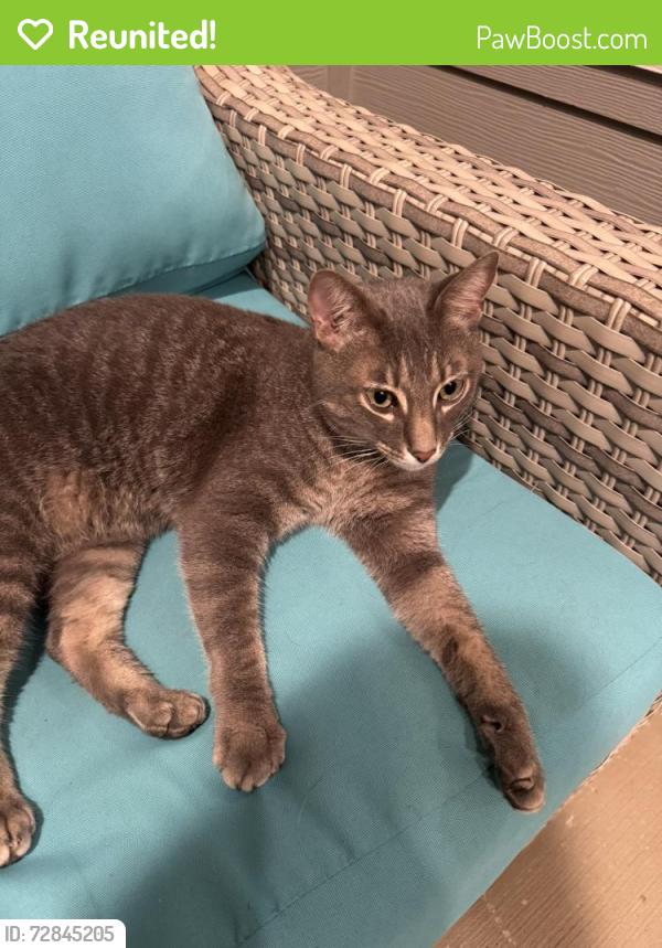 Reunited Male Cat last seen Franklin in Pecan Square, Northlake, TX 76226