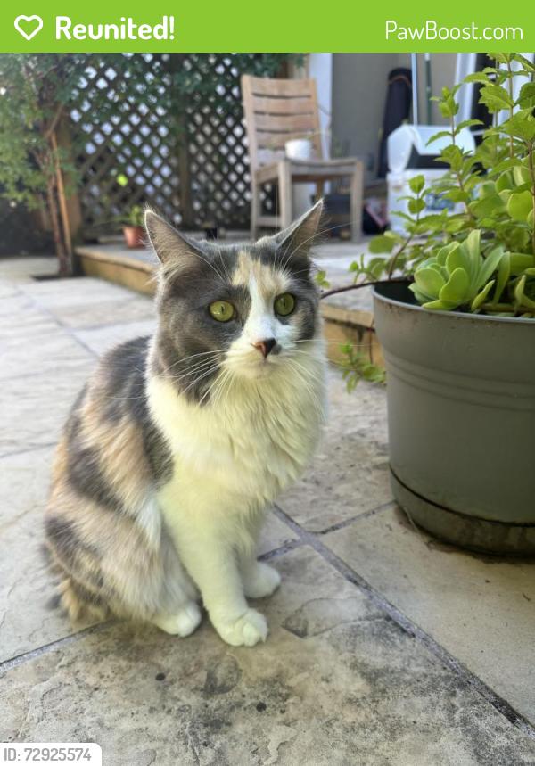 Reunited Female Cat last seen Stanford Ave and Olive Ave, Menlo Park, CA 94025