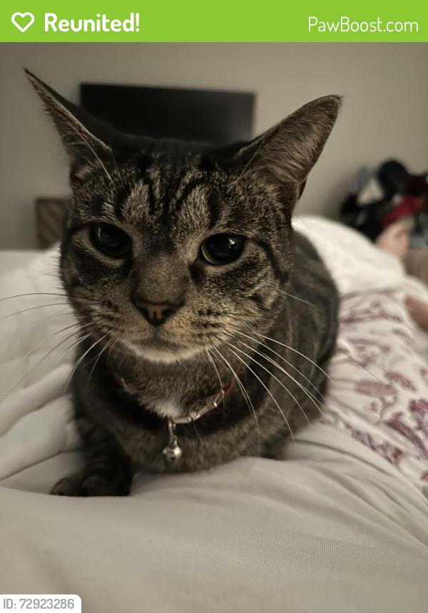 Reunited Male Cat last seen Near chalkwell drive Midlothian va 23113, Midlothian, VA 23113