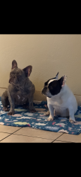 Reunited Unknown Dog last seen Ashlan and Fowler , Clovis, CA 93611