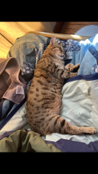 Lost Male Cat last seen Near E Wea St Paola Kansas , Paola, KS 66071