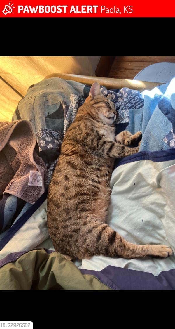 Lost Male Cat last seen Near E Wea St Paola Kansas , Paola, KS 66071