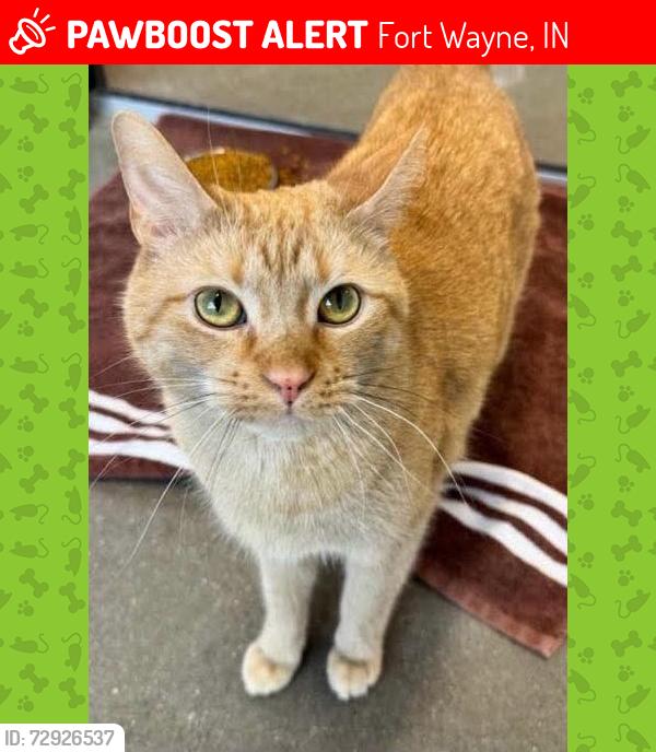 Lost Male Cat last seen E. Pettit & Hanna St, near the south Humane Fort Wayne Shelter, Fort Wayne, IN 46806