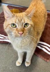 Lost Male Cat last seen E. Pettit & Hanna St, near the south Humane Fort Wayne Shelter, Fort Wayne, IN 46806