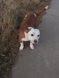 Reunited Male Dog last seen Near 64th and main Street Mesa AZ , Mesa, AZ 85208