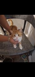 Reunited Male Cat last seen fieldwood , Austin, TX 78758