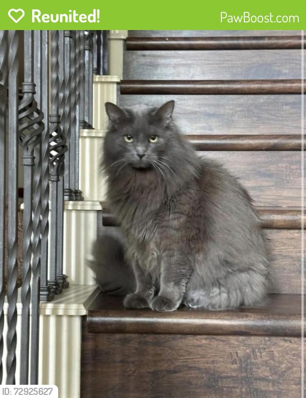 Reunited Male Cat last seen Hedgecoxe, Alma, Custer, Allen, TX 75013