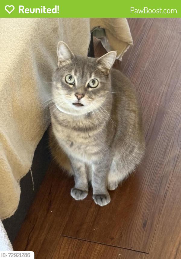 Reunited Female Cat last seen Liggett St Elementary , Los Angeles, CA 91402