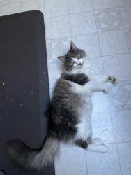 Lost Male Cat last seen Bucktail view, Belfair, WA 98528