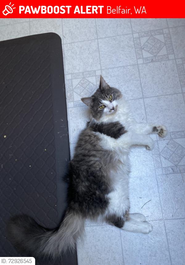 Lost Male Cat last seen Bucktail view, Belfair, WA 98528