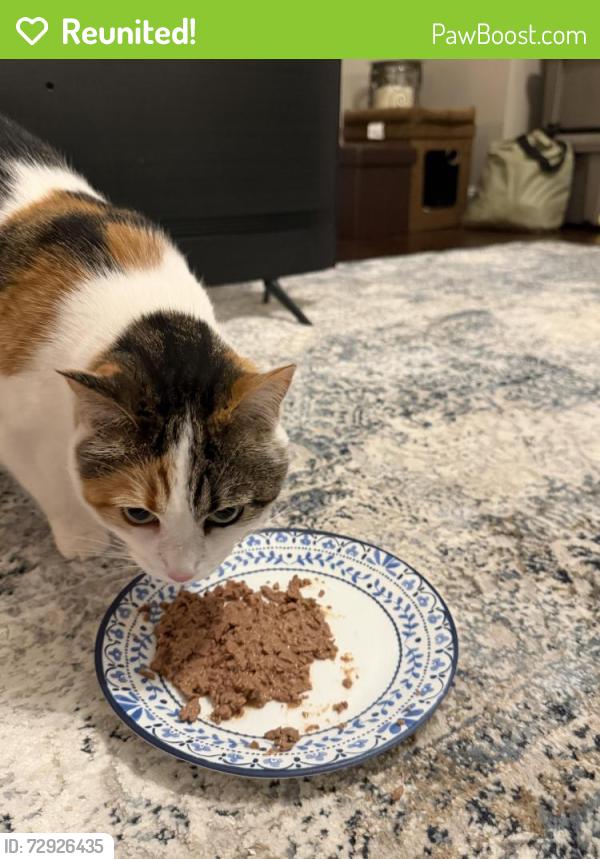 Reunited Female Cat last seen Fig Branch and Jack Pine, Clover, SC 29710