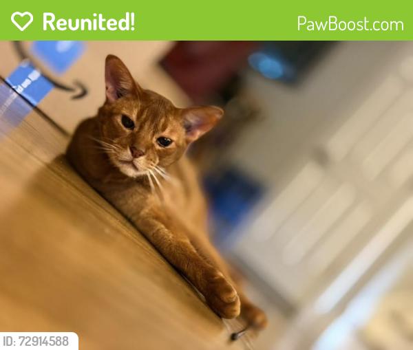 Reunited Male Cat last seen Jefferson Street, Minneola Street and Fuller Road, Hinsdale, IL 60521