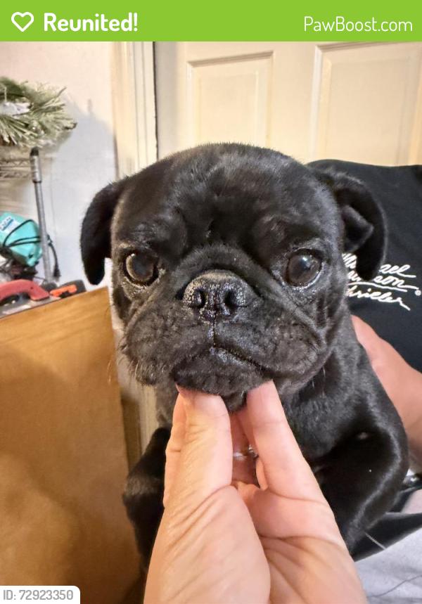 Reunited Male Dog last seen 6th St, Tucson, AZ 85708, USA, Tucson, AZ 85708