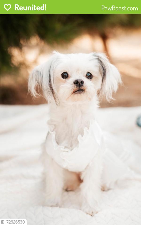 Reunited Female Dog last seen Near Billie Ann Rd, Wildomar, CA 92595, USA, Wildomar, CA 92595