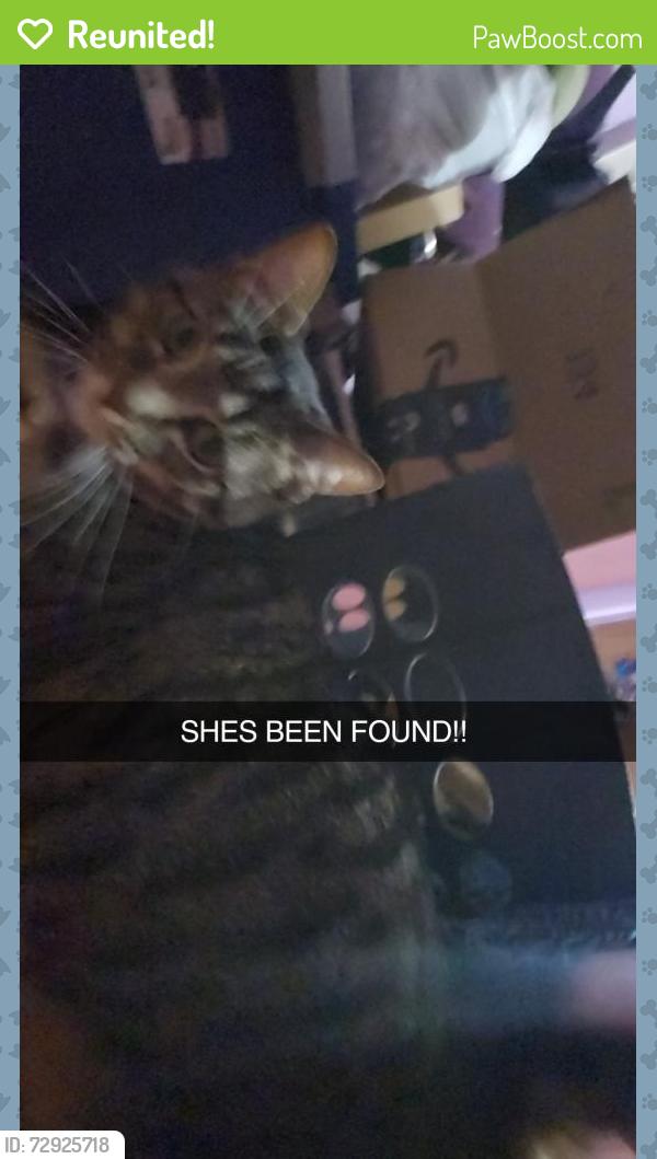 Reunited Female Cat last seen Fulton-lucas, Swanton, OH 43558