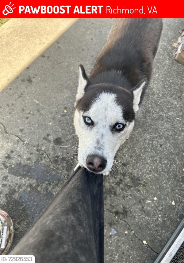 Lost Male Dog last seen Hull st, Richmond, VA 23224