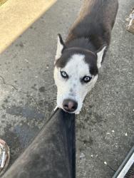 Lost Male Dog last seen Hull st, Richmond, VA 23224