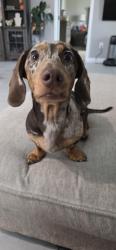 Reunited Male Dog last seen W Nebraska and Westover, Tucson, AZ 85746