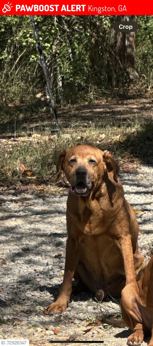 Lost Male Dog last seen Mulinix and conneseena , Kingston, GA 30145