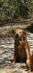 Lost Male Dog last seen Mulinix and conneseena , Kingston, GA 30145