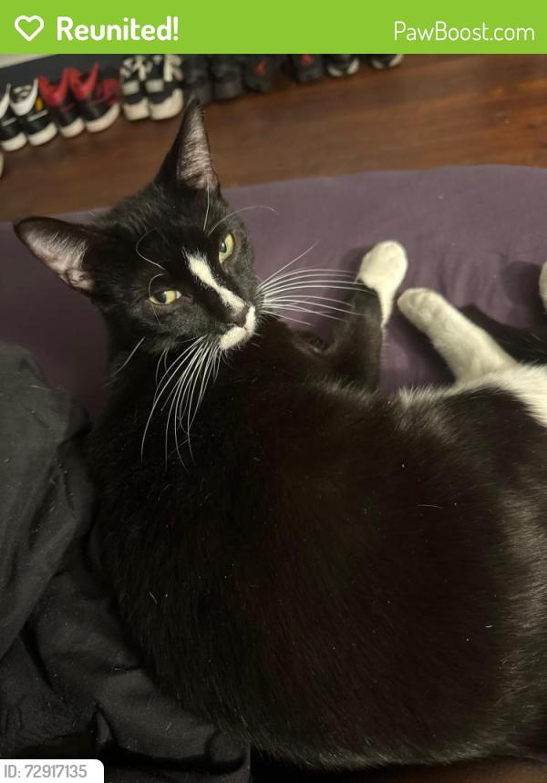 Reunited Male Cat last seen Orchard and river streets, Scranton, PA 18505